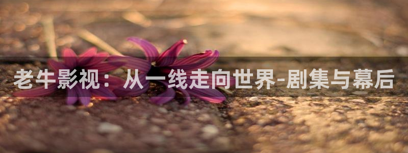 金牌影视在线观看免费高清：老牛影视：从一线走向世界-剧集与幕后