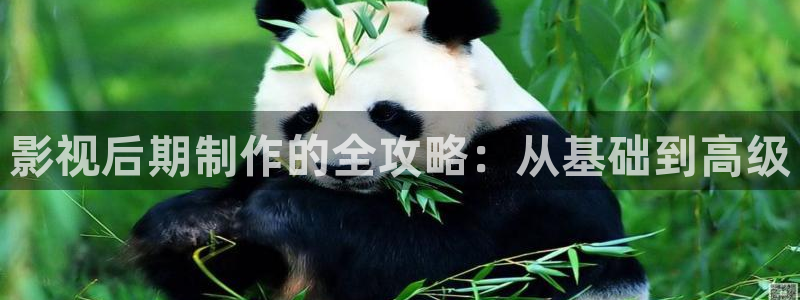 金牌女王电影免费观看